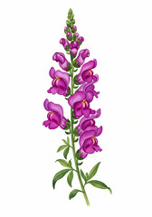 Fototapeta premium Elegant Watercolor Snapdragon Flower Illustration on White Background