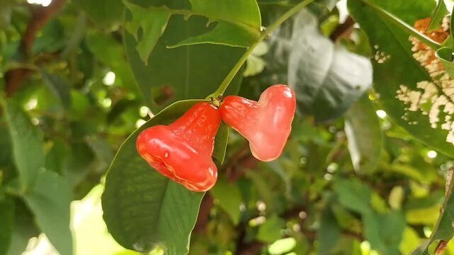 Fresh rose apples or water apples (Syzygium aqueum) from a backyard tree. The tropical fruits are ripe and ready for harvest, surrounded by green leaves. Video.
