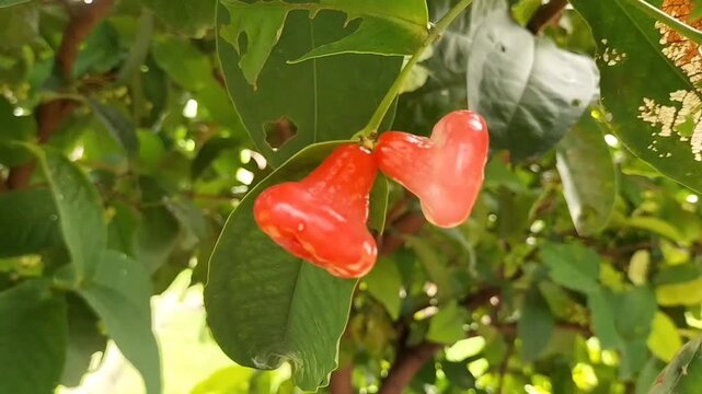 Fresh rose apples or water apples (Syzygium aqueum) from a backyard tree. The tropical fruits are ripe and ready for harvest, surrounded by green leaves. Video.
