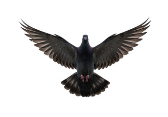 Fototapeta premium Isolated City pigeon in flight with full spread wings gracefully mid-air, urban wildlife