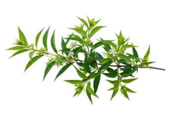 Isolated twig with narrow green leaves and small white flowers in summer, flowering branch
