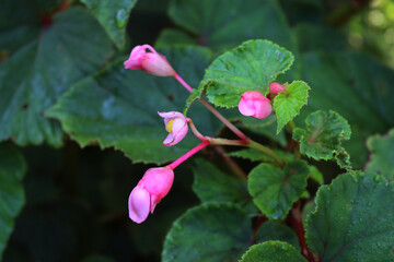Close-up of Begonia plant in bloom with many flowers in  a flowerbed on summer