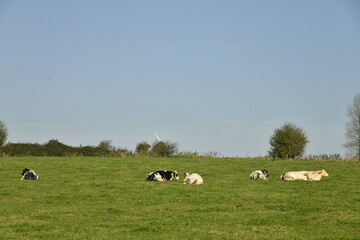 Obraz premium Vaches laitières se reposant sous le soleil d'automne à Ghislenghien (Ath)