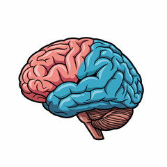 Anatomical Brain Illustration with Pink and Blue Hemispheres in Side View.
