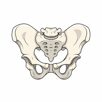 Anatomically Detailed Cartoon Pelvis Bone Structure with Distinct Foramina and Outlined Edges.