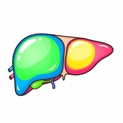 Cartoon Liver Illustration with Bright Colors and Anatomical Details.