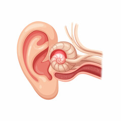 Detailed Anatomical Illustration of the Human Ear with Inner Structures.