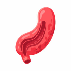 Stylized Anatomical Illustration of a Human Stomach with Detailed Internal Structure.