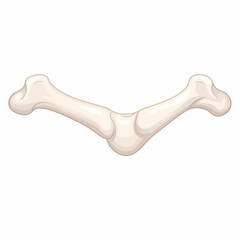 Stylized Bone Illustration with Smooth Texture and Anatomical Shape.