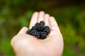 Close-up of freshly picked ripe blackberries held in a human hand outdoors. Natural organic fruit concept.