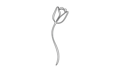 Elegant Tulip Flower Single Line Drawing for Modern Minimalist Design and Artistic Floral Illustrations on White Background for Print