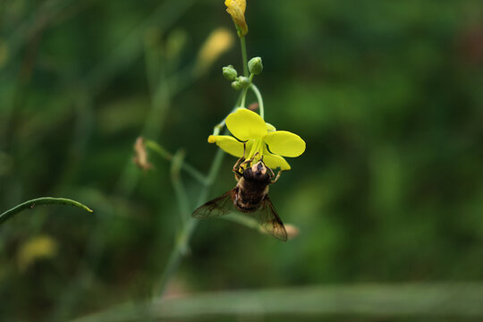 Close-up of honey bee on yellow flowers of roquette, rucola or wild rocket. Apis mellifera on Diplotaxis tenuifolia 