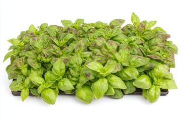Close Up View of Fresh Green Basil Leaves Isolated on White Background Culinary Herb Botany High Resolution
