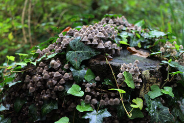 Smalll gray mushrooms on a birch tree trunk in the forest. Coprinellus or Coprinus disseminatus 