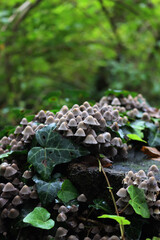 Smalll gray mushrooms on a birch tree trunk in the forest. Coprinellus or Coprinus disseminatus 