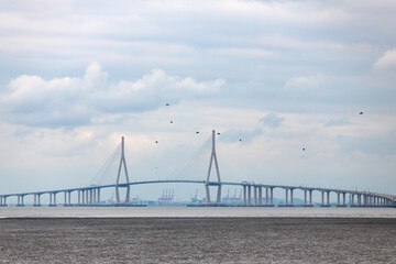 Fototapeta premium flying seagulls against the suspension bridge