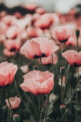 Close-up Detail of Blooming Poppy Flower in Lush Green Field Landscape