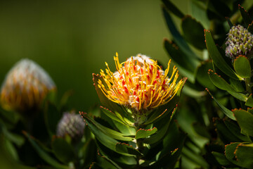 An African Protea in a garden