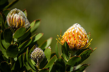 An African Protea in a garden