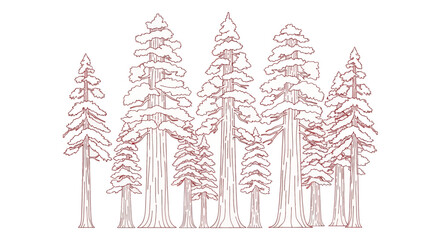 Elegant contour drawing of a California redwood and sequoia grove.
