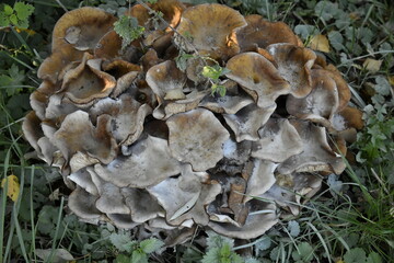 Champignons vénéneux poussant sur le sol ou les arbres dans un bois à Ghislenghien (Ath)