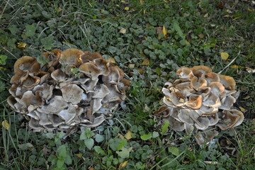Champignons vénéneux poussant sur le sol ou les arbres dans un bois à Ghislenghien (Ath)