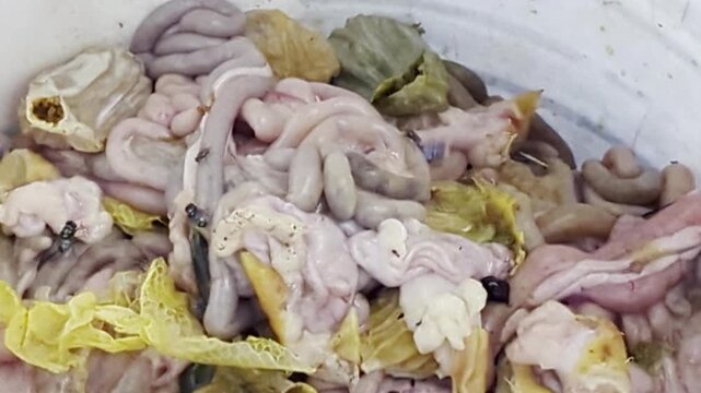 chicken intestines covered in flies