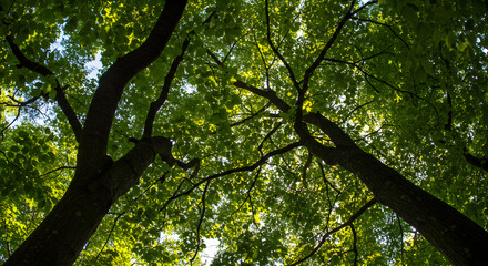 Fototapeta premium Lush Green Leaves Filtering Sunlight Through Tree Branches in Serene Forest Setting Viewed from Below