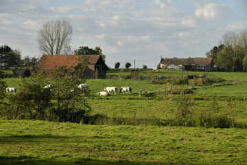 Obraz premium Pâturage en automne à Ghislenghien (Ath) 