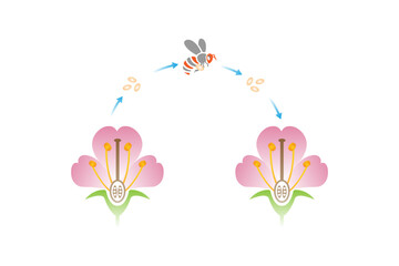 Pollination Process Science Design. Vector Illustration.