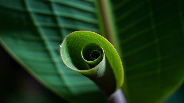 Close-up of vibrant green fern spiral unfolding with detailed leaf pattern
