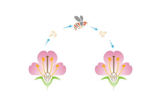Pollination Process Science Design. Vector Illustration.