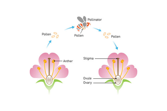Pollination Process Science Design. Vector Illustration.