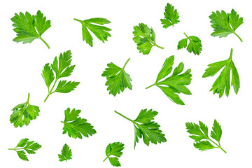 Collection of fresh green parsley leaves scattered on a white background. Isolated herbal set for culinary design, recipe illustrations, food advertising, healthy lifestyle, vegetarian, vegan