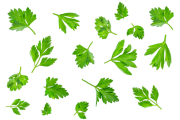 Collection of fresh green parsley leaves scattered on a white background. Isolated herbal set for culinary design, recipe illustrations, food advertising, healthy lifestyle, vegetarian, vegan