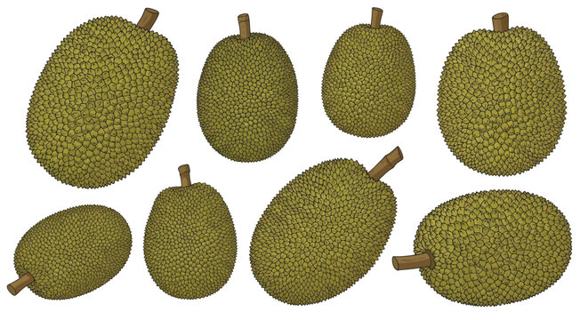 Set of whole jackfruit vector illustrations isolated on white background.