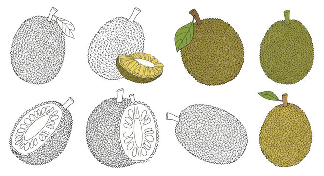 Set of jackfruit illustrations whole fruit and sliced cross section in color and outline style.