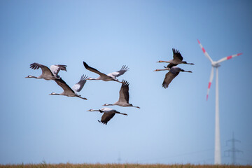 Kraniche im Flug vor Windrad, Grus grus,  Eine Gruppe Kraniche zieht im Herbstflug am Himmel vorbei, im Hintergrund ragt eine Windkraftanlage als Symbol f&uuml;r Energiewende und Naturkonflikt