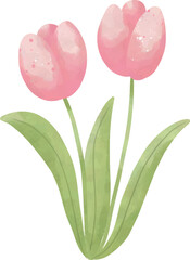 Watercolor Tulip Flowers Illustration, Cute Botanical Clipart
