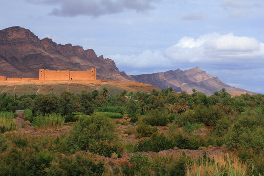 Morocco, Draa Valley, Zagora. Fertile river valley - famous for its date cultivation with date palms in the foreground. The arid Saghro mountains and an old adobe built ksar in background.