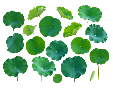 Collection of lush, green, lily pad leaves against a stark, black background