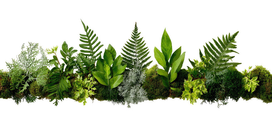 Green foliage arrangement with ferns and moss