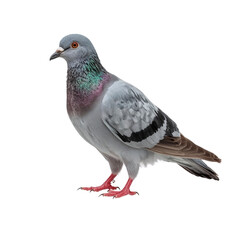 Fototapeta premium Graceful pigeon portrait showcasing iridescent plumage against a seamlessly transparent setting