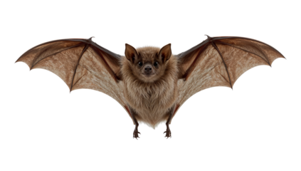 Isolated depiction of a brown bat in flight with outstretched wings, isolated transparent background