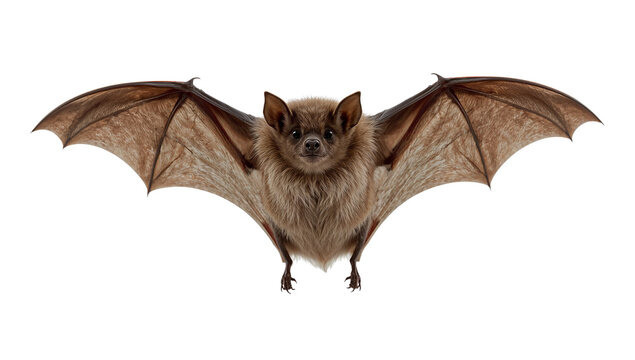 Isolated depiction of a brown bat in flight with outstretched wings, isolated transparent background