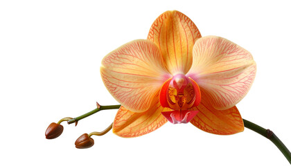 Close-up of vibrant orange orchid flower with buds on a dark background