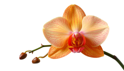 Close-up of vibrant orange orchid flower with buds on a dark background