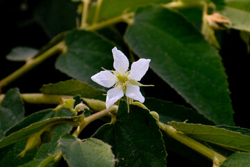 white flower