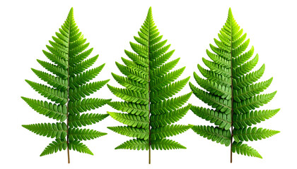 Three vibrant green fern fronds, sharply defined against a black background