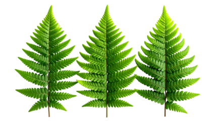 Three vibrant green fern fronds, sharply defined against a black background